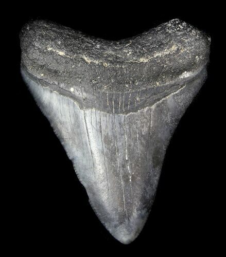 Juvenile Megalodon Tooth - Venice, Florida #36673